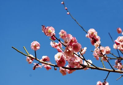 遗址公园的梅花  摄影照片