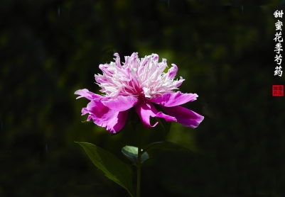 芍药花开