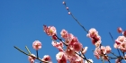 遗址公园的梅花  摄影照片