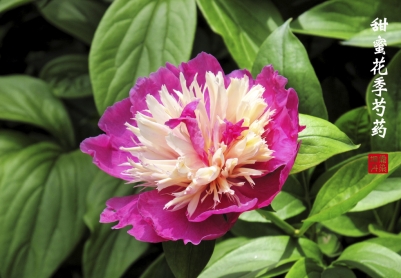 甜蜜花季芍药