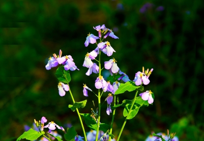 “褶皱“的进化