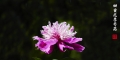 芍药花开
