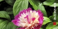 甜蜜花季芍药