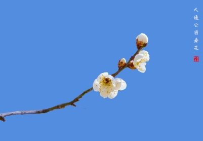 大通公园的梅花开了