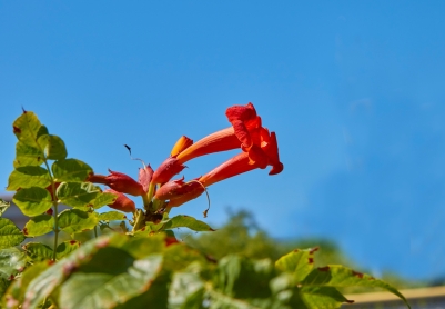 凌霄花摄影