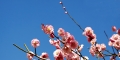 遗址公园的梅花  摄影照片