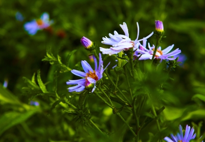 花开为序  梦境未醒   得失皆轻