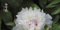 白芍药  摄于北京中山公园