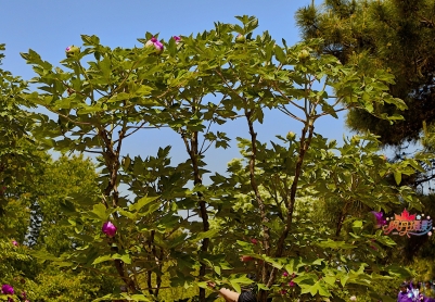 圆明园镂月开云百年牡丹