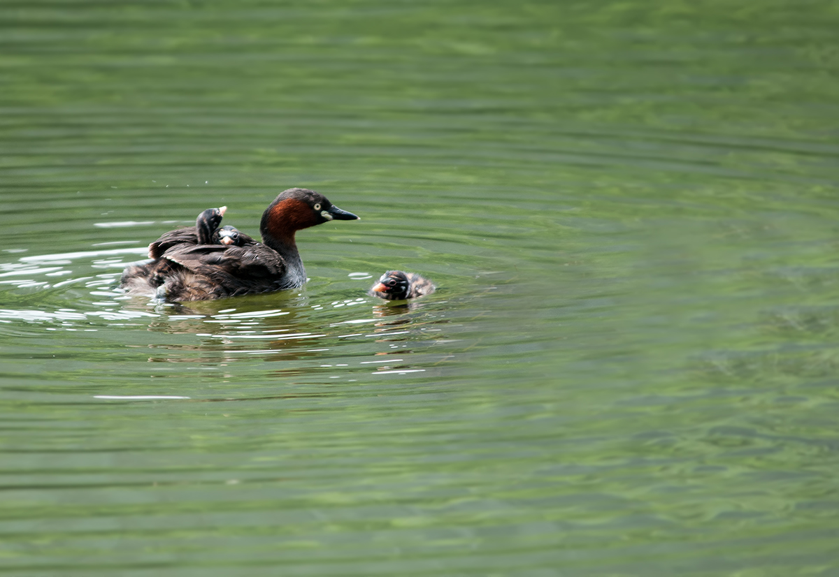 DSC_1073.jpg