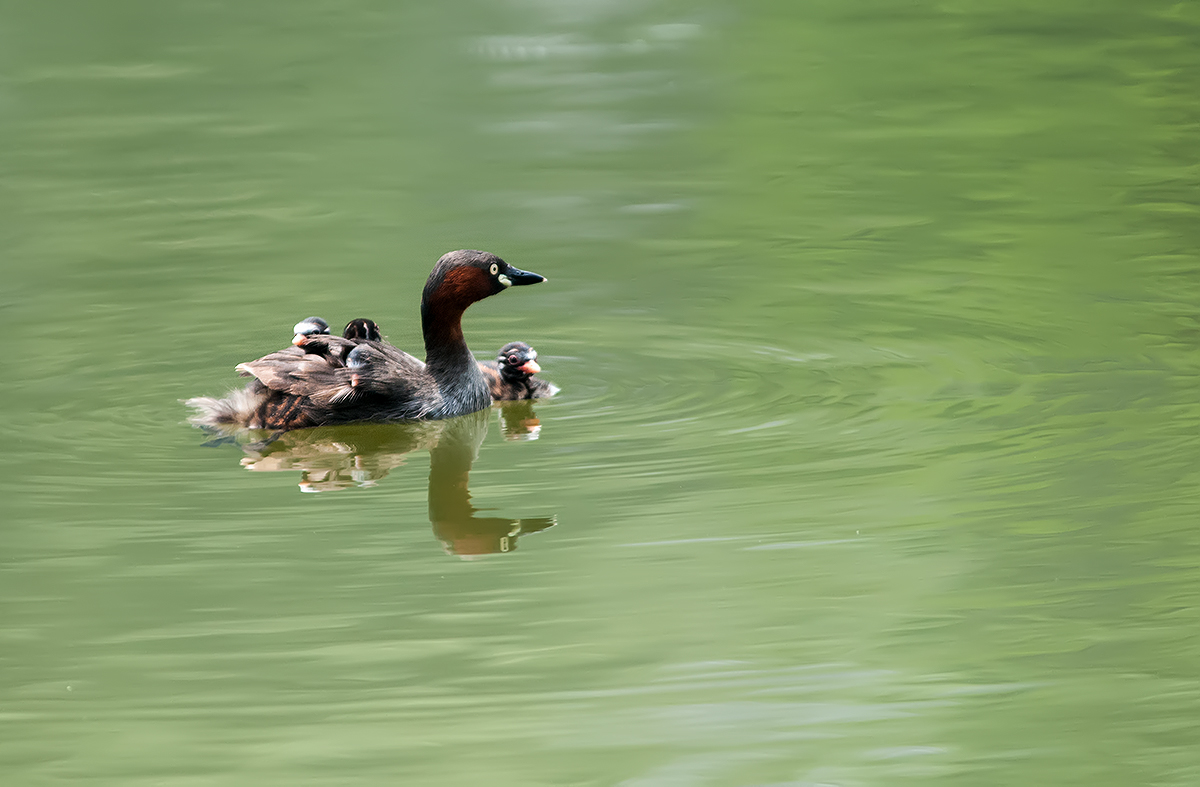 DSC_1302.jpg
