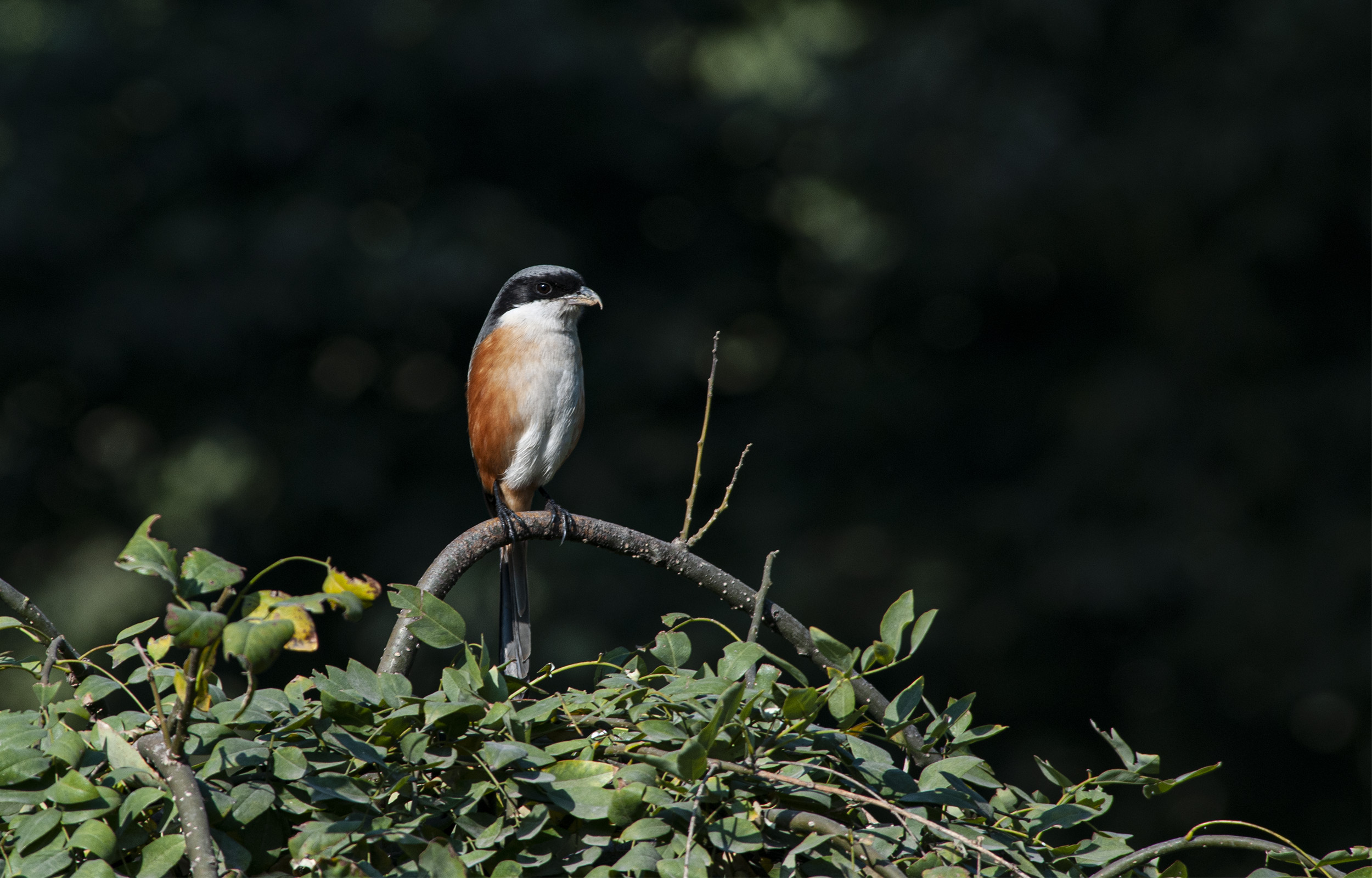 DSC_5466.jpg