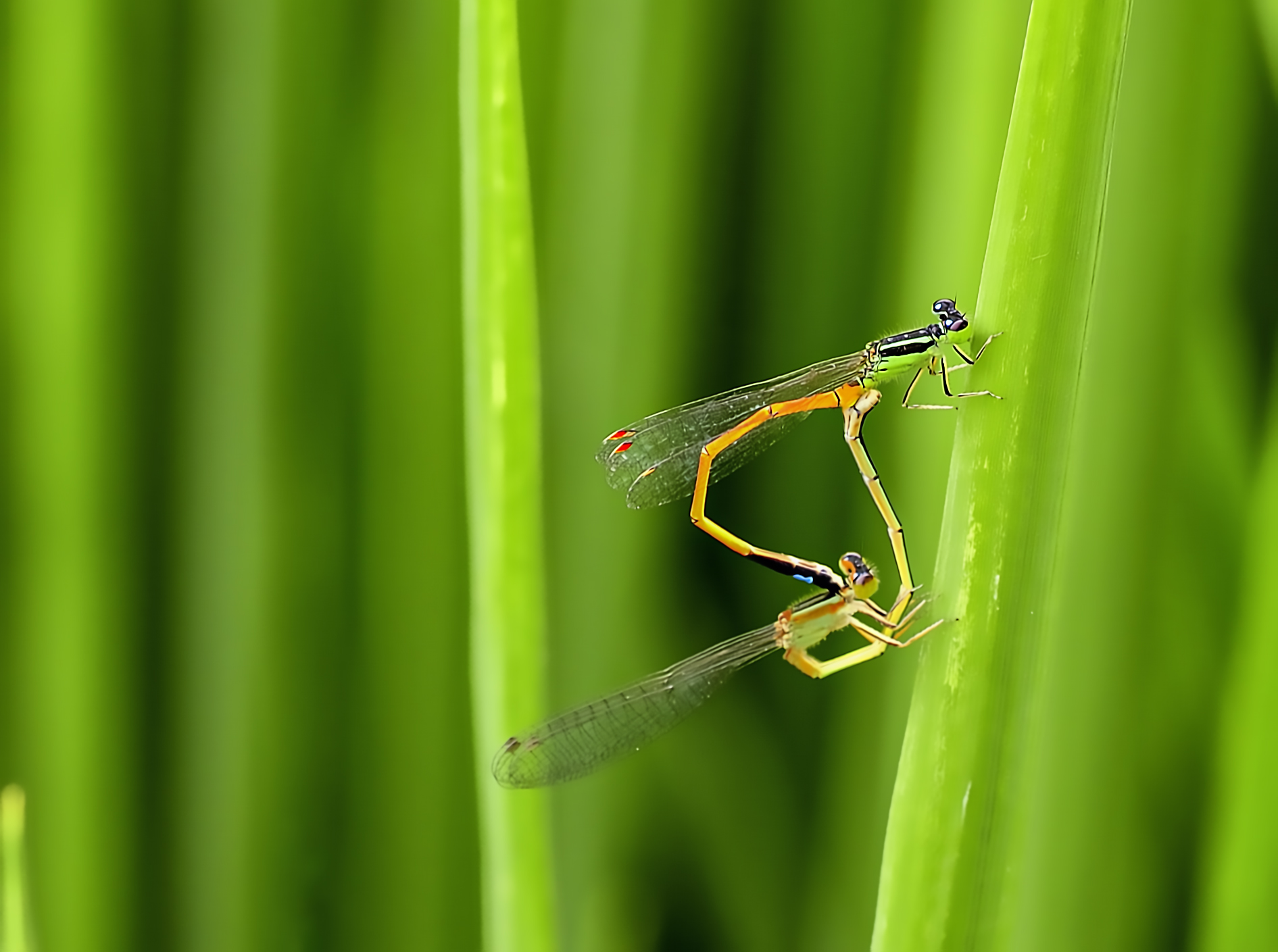 _DSC9188.jpg
