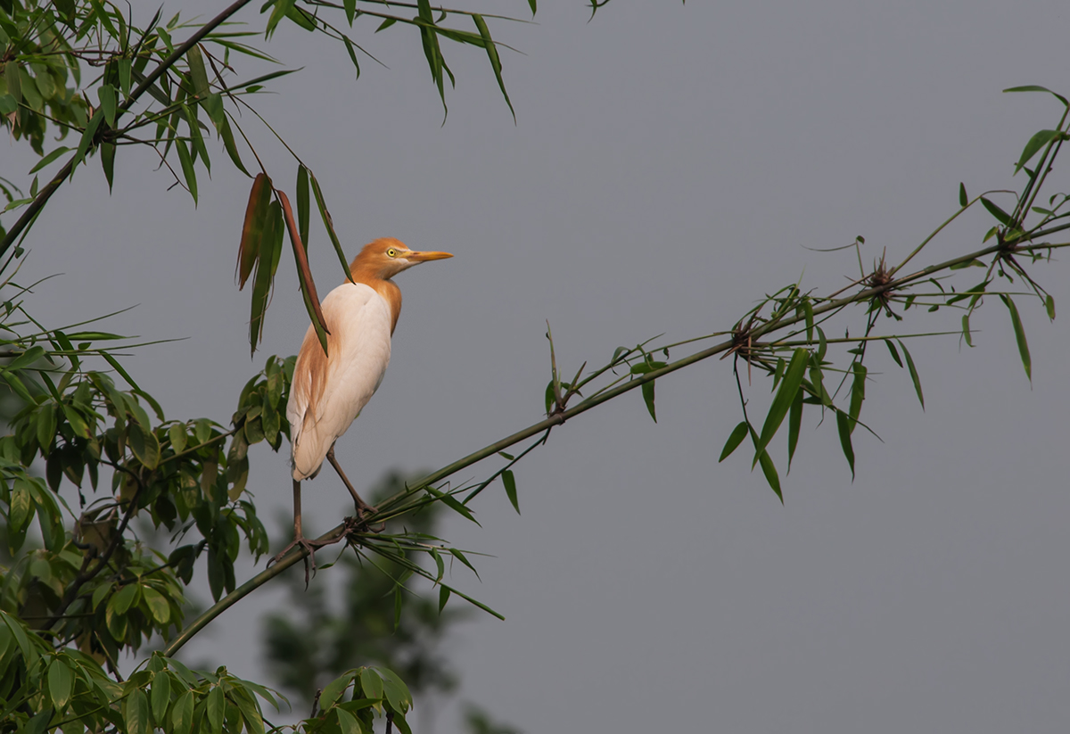 DSC_9947.jpg