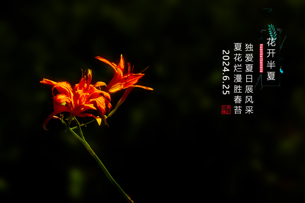banxia3.jpg