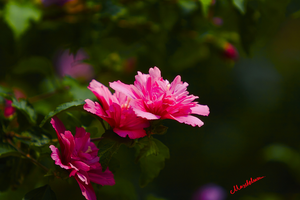 兰花草 45.jpg