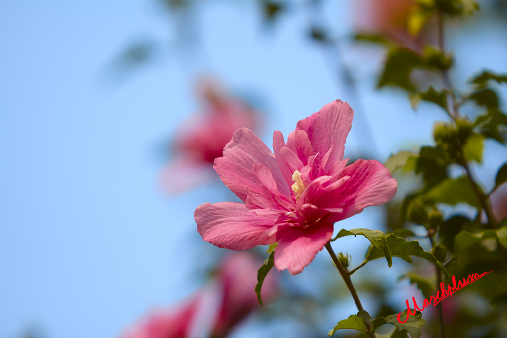 兰花草 46.jpg