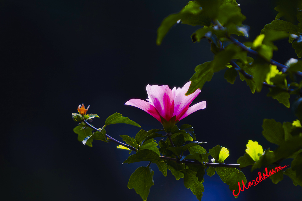 兰花草 48.jpg