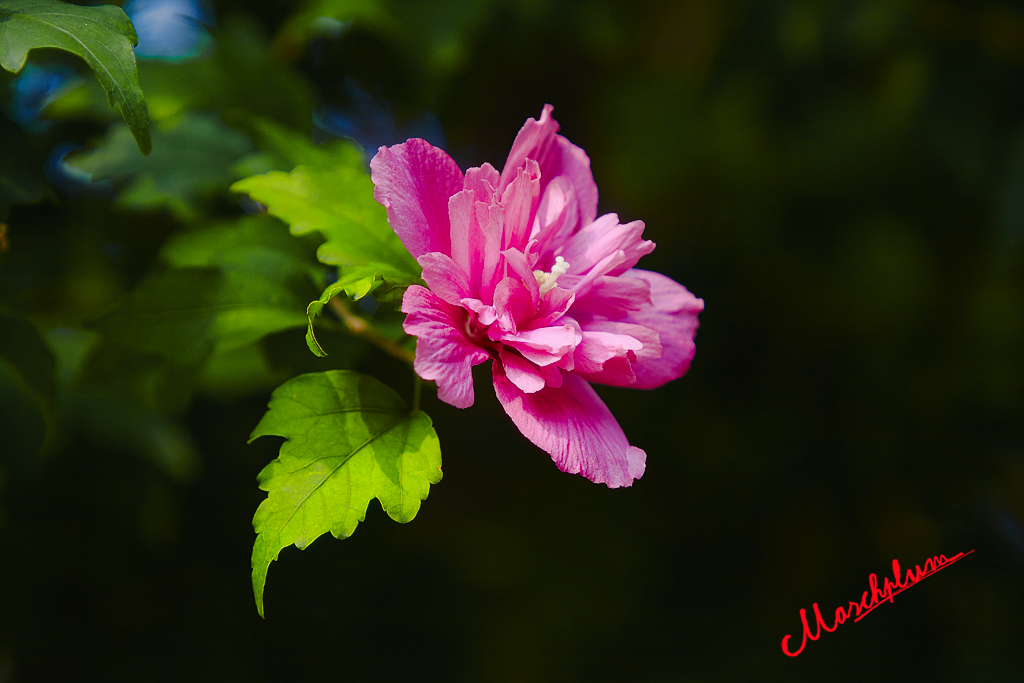 兰花草 52.jpg