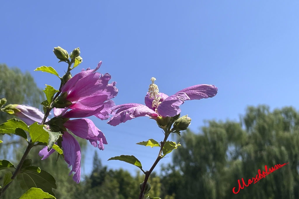 IMG_9860.JPG