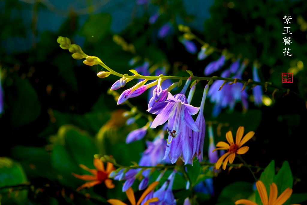 紫色玉簪花 26.jpg