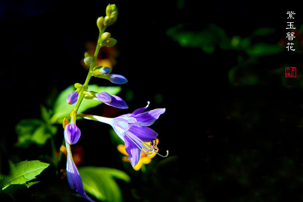 紫色玉簪花 33.jpg