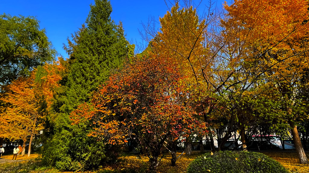IMG_E8167.jpg