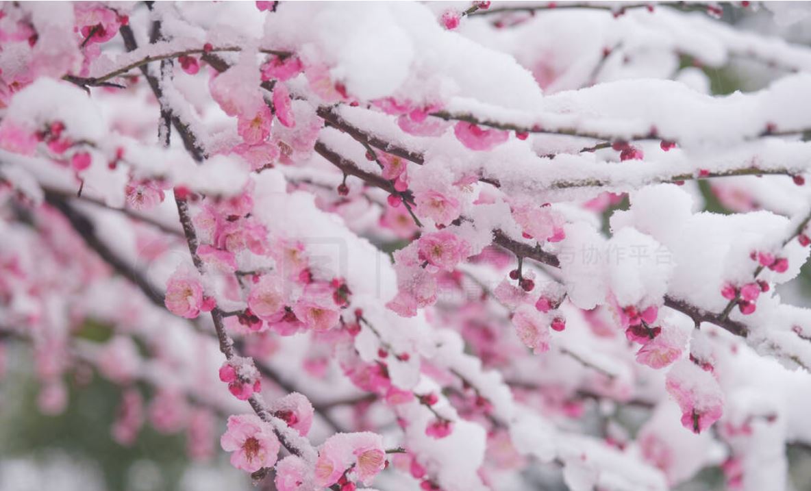 梅花雪2.JPG