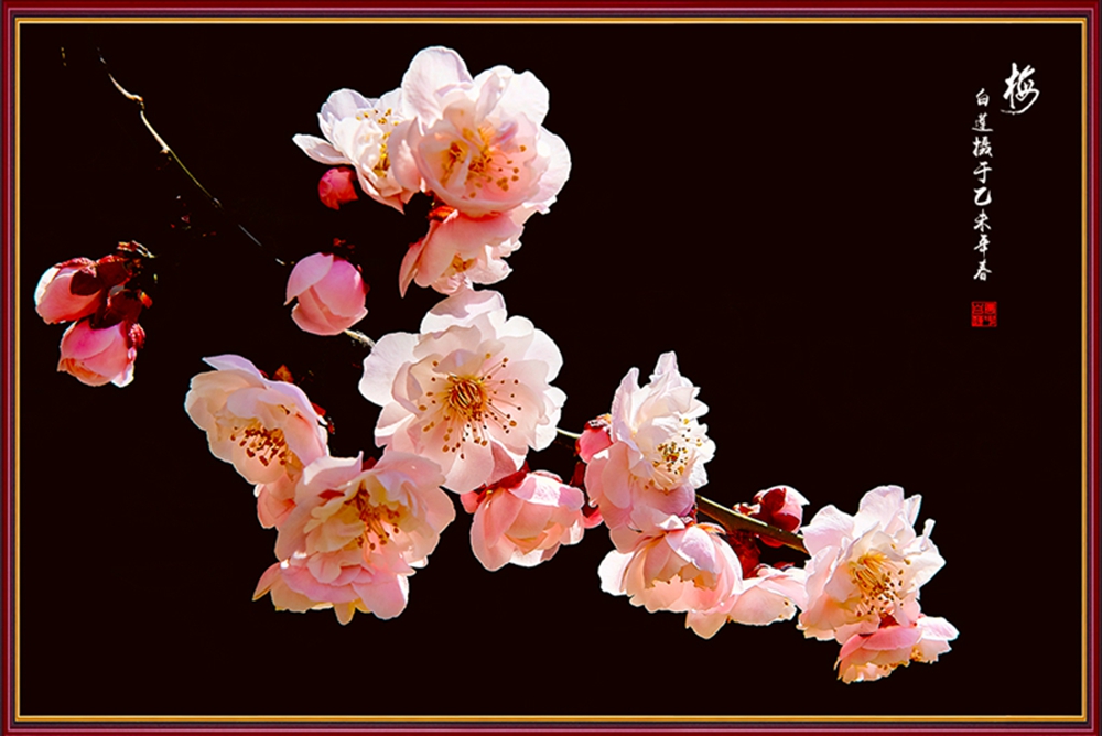 2015梅花 9.jpg