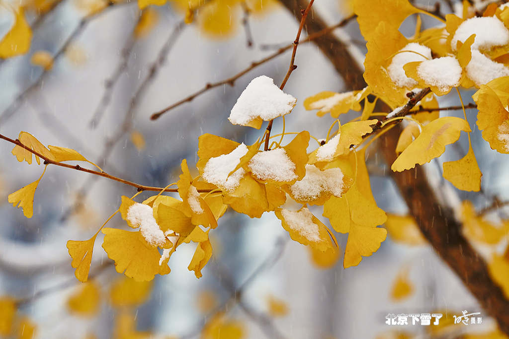 北京下雪了 20.jpg