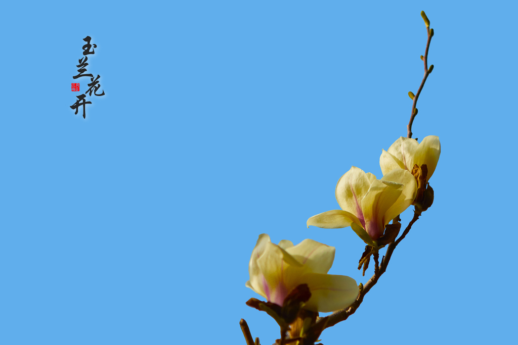 202503日坛公园 21.jpg