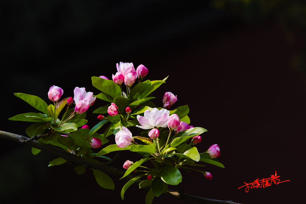 2015春花2 26.jpg