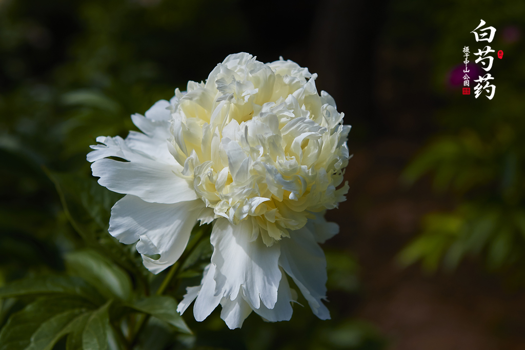 芍药 29.jpg