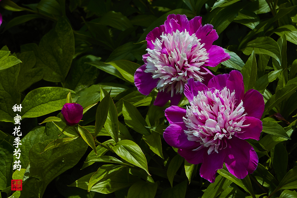 芍药 6.jpg
