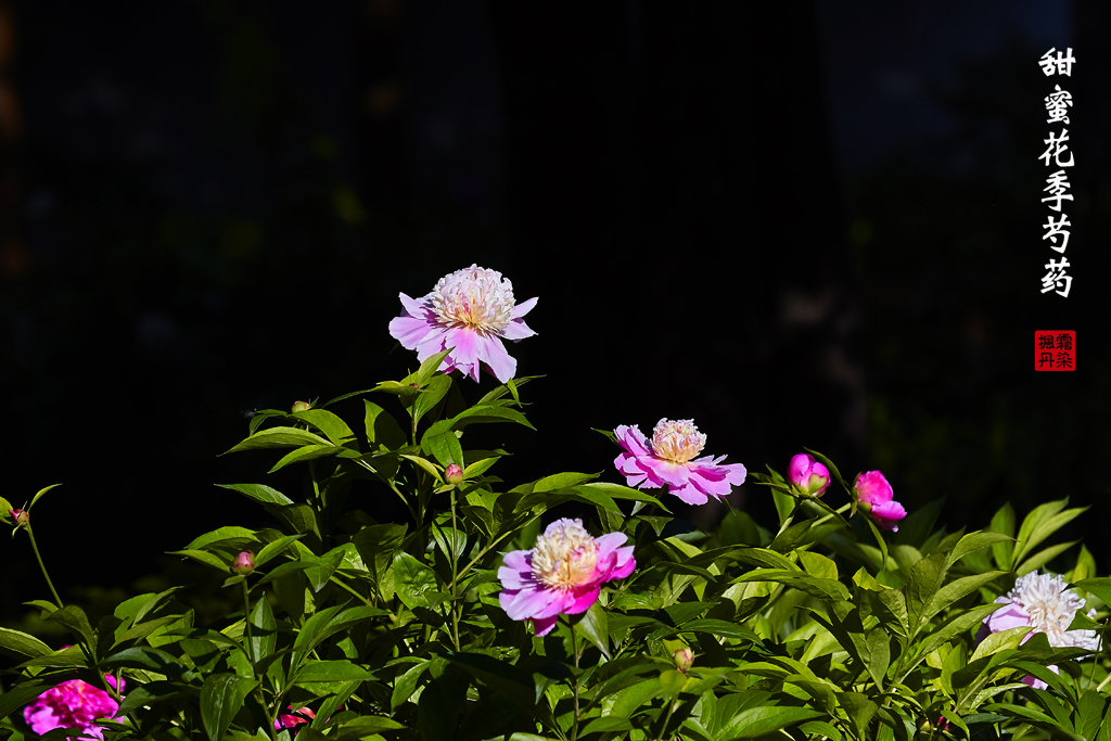 春天的植物园2016 59.jpg