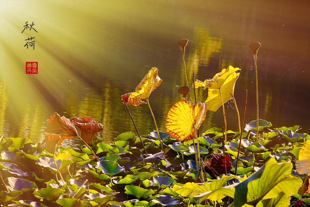 秋荷 42.jpg