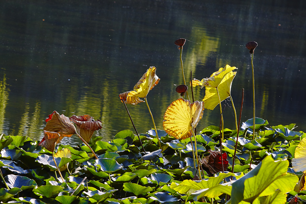 陶然亭秋摄 42.jpg