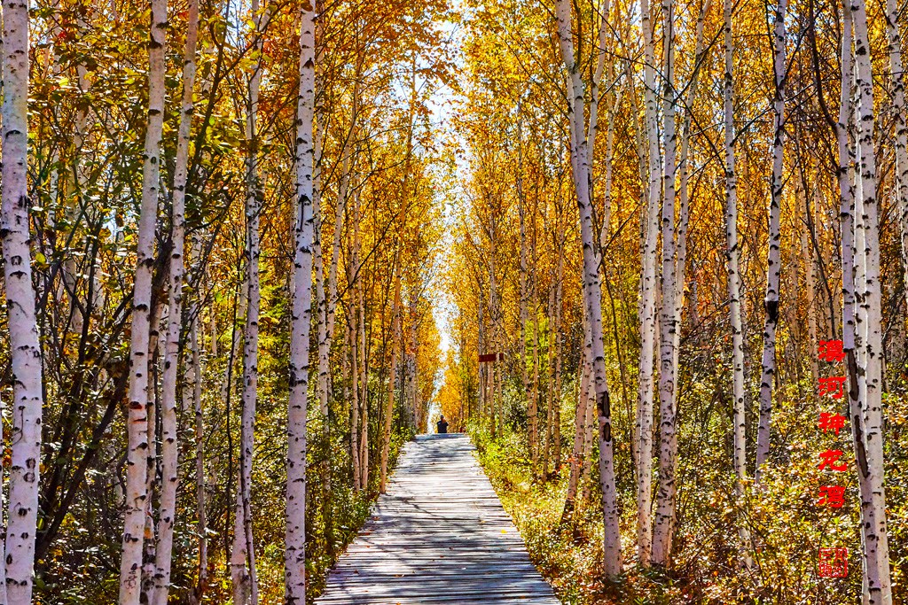 九曲十八弯sd卡 123.jpg