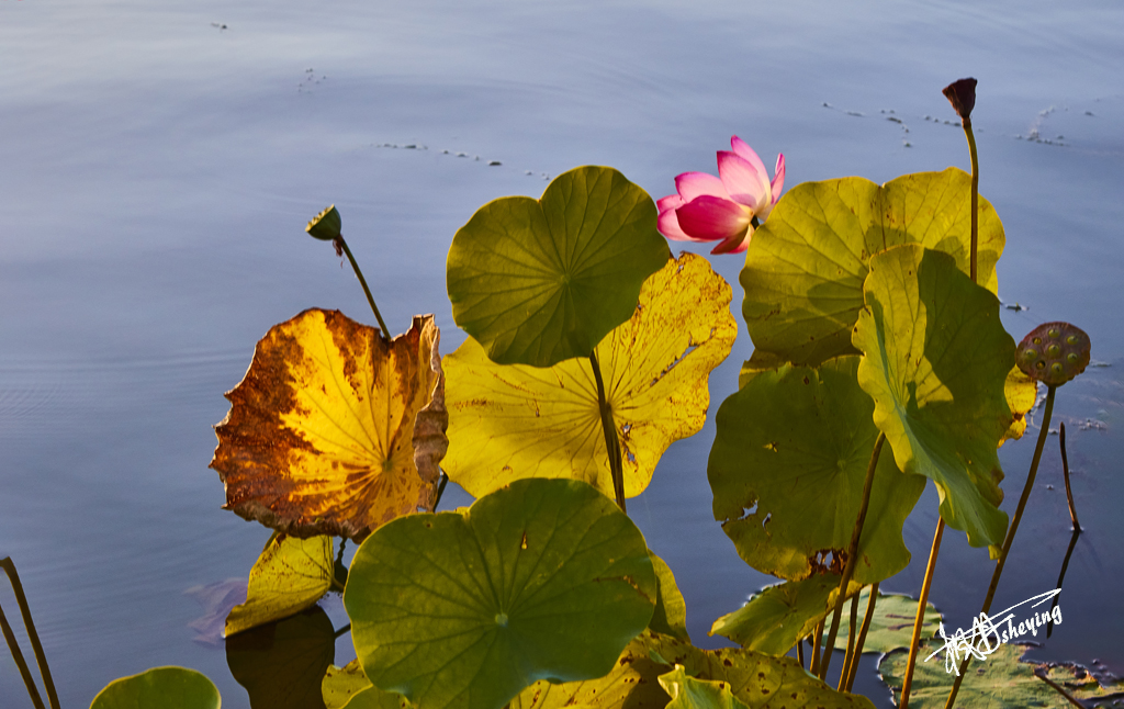 朝阳公园202509017 67.jpg