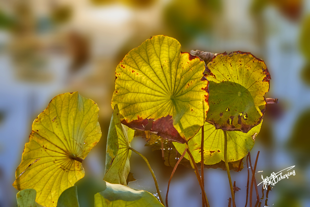 朝阳公园202509017 59.jpg