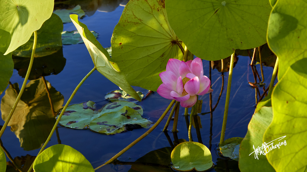 朝阳公园202509017 63.jpg