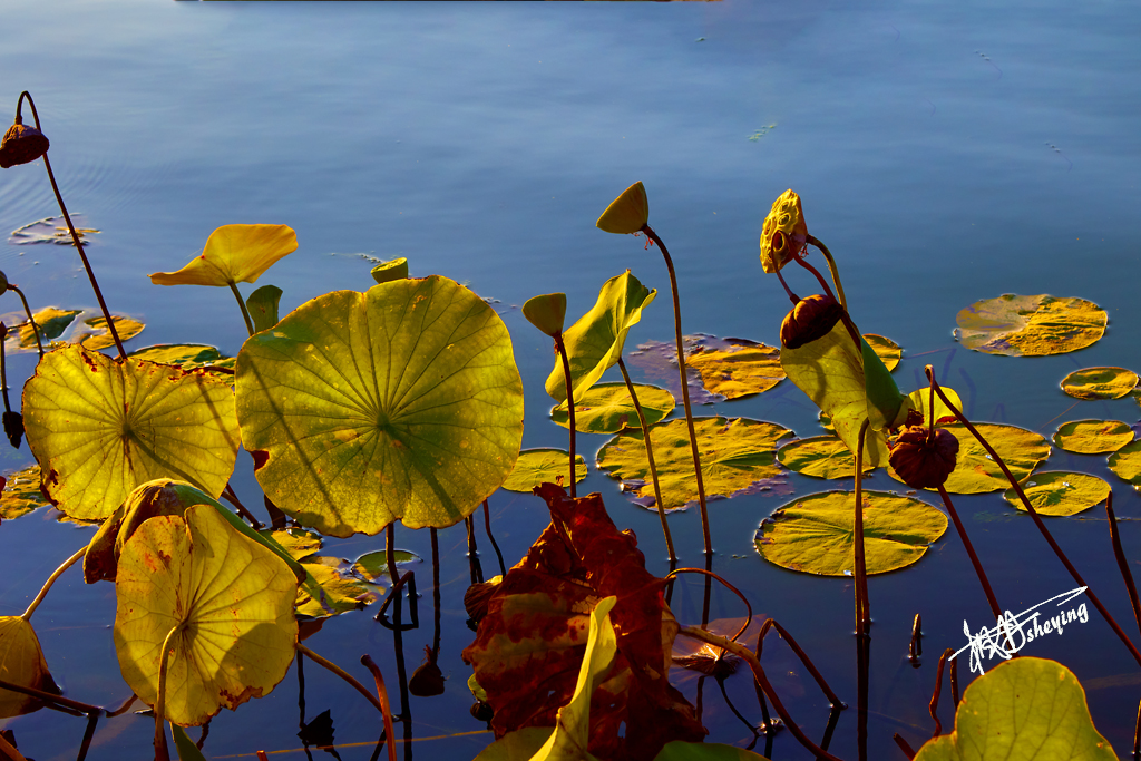 朝阳公园202509017 62.jpg