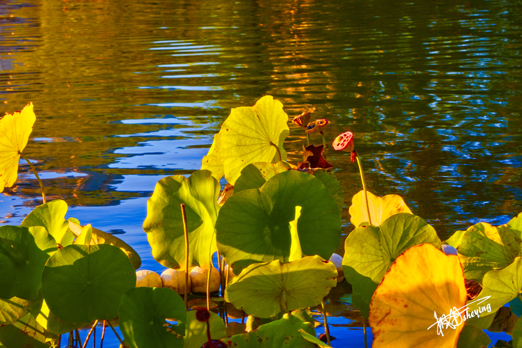 朝阳公园202509017 57.jpg