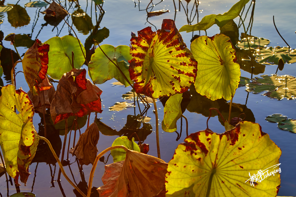 朝阳公园202509017 58.jpg