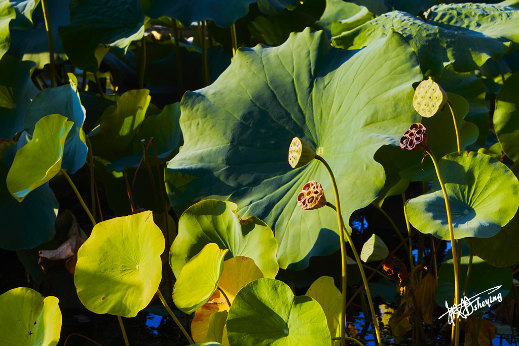 朝阳公园202509017 45.jpg