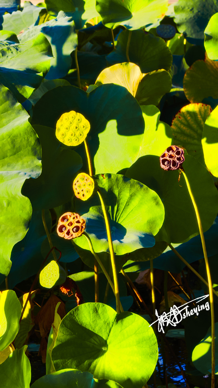 朝阳公园202509017 49.jpg