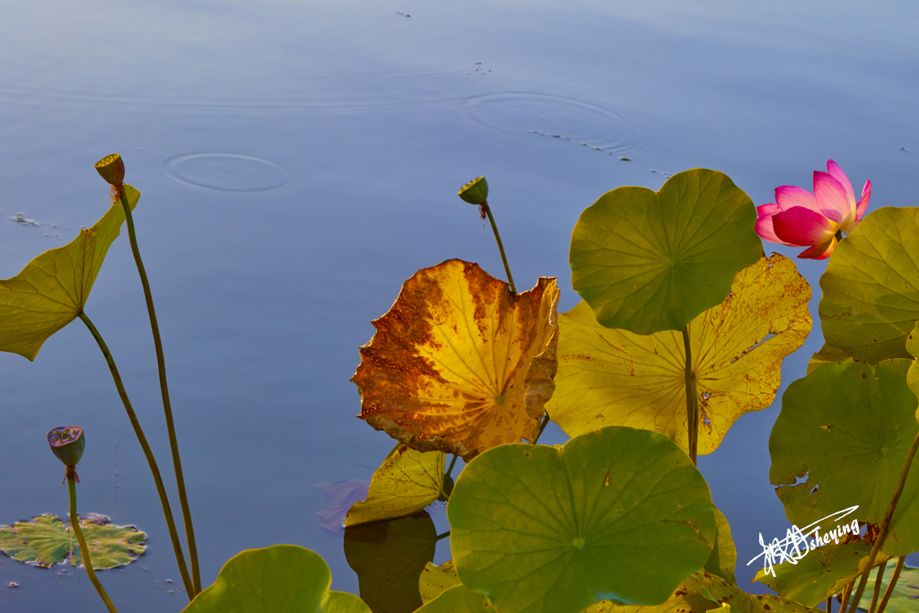 朝阳公园202509017 68.jpg