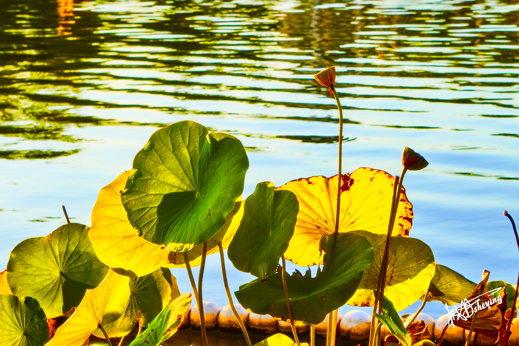 朝阳公园202509017 55.jpg