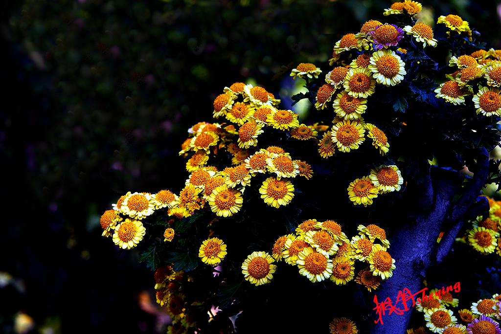 陶然亭秋摄 9a.jpg