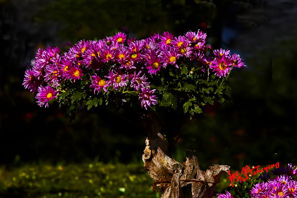 陶然亭秋摄 19a.jpg